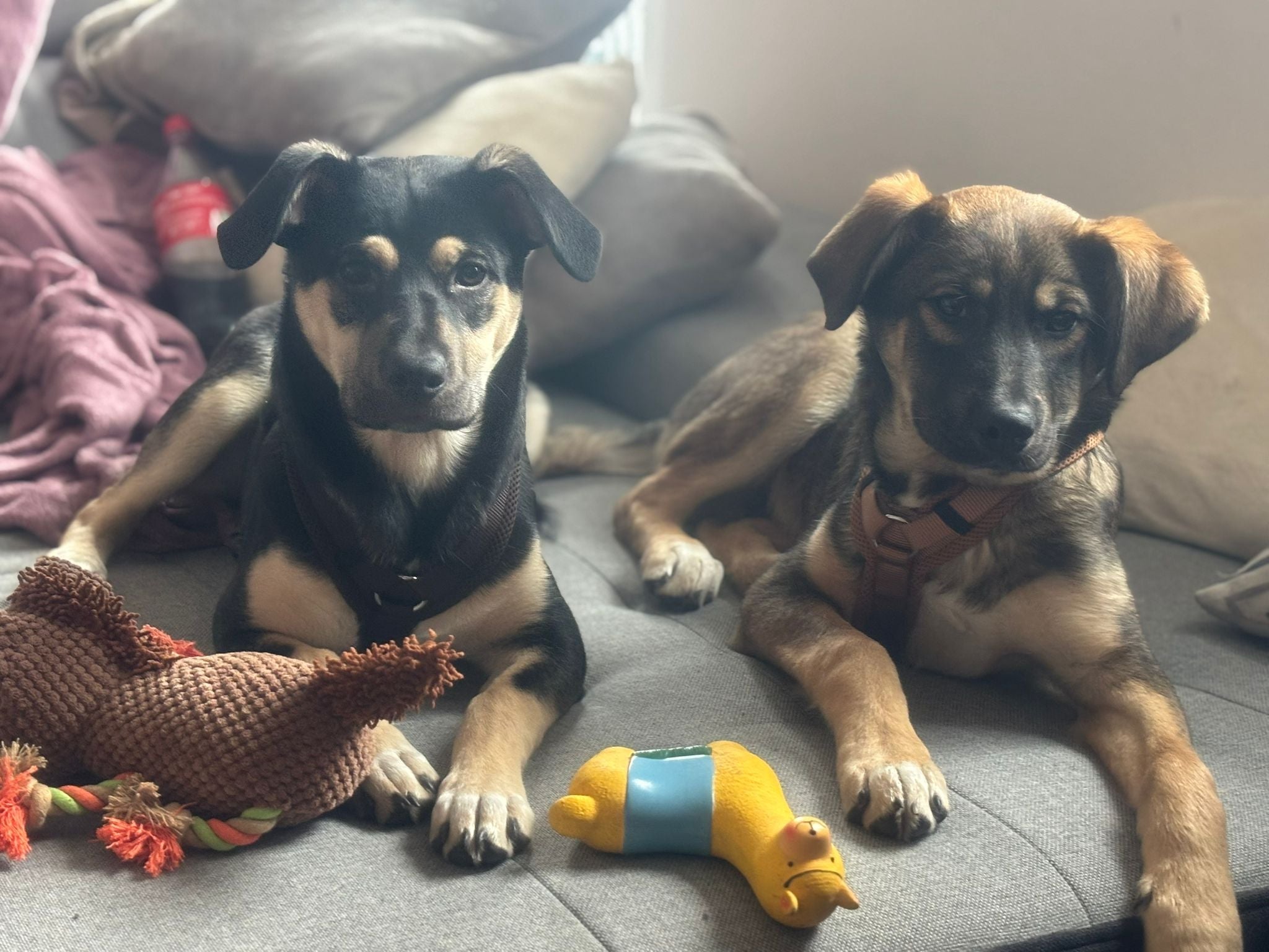 Wenn unsere Mama mit pawora auf Messen fährt